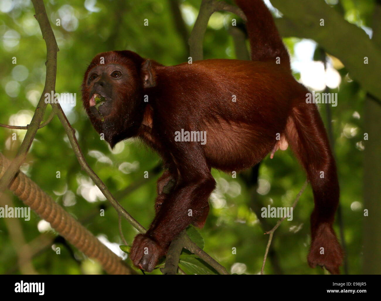 Rosso venezuelano scimmia urlatrice (Alouatta Alouatta) in una struttura ad albero, mangiare frutta a Apenheul Primate Zoo, Apeldoorn, Paesi Bassi Foto Stock
