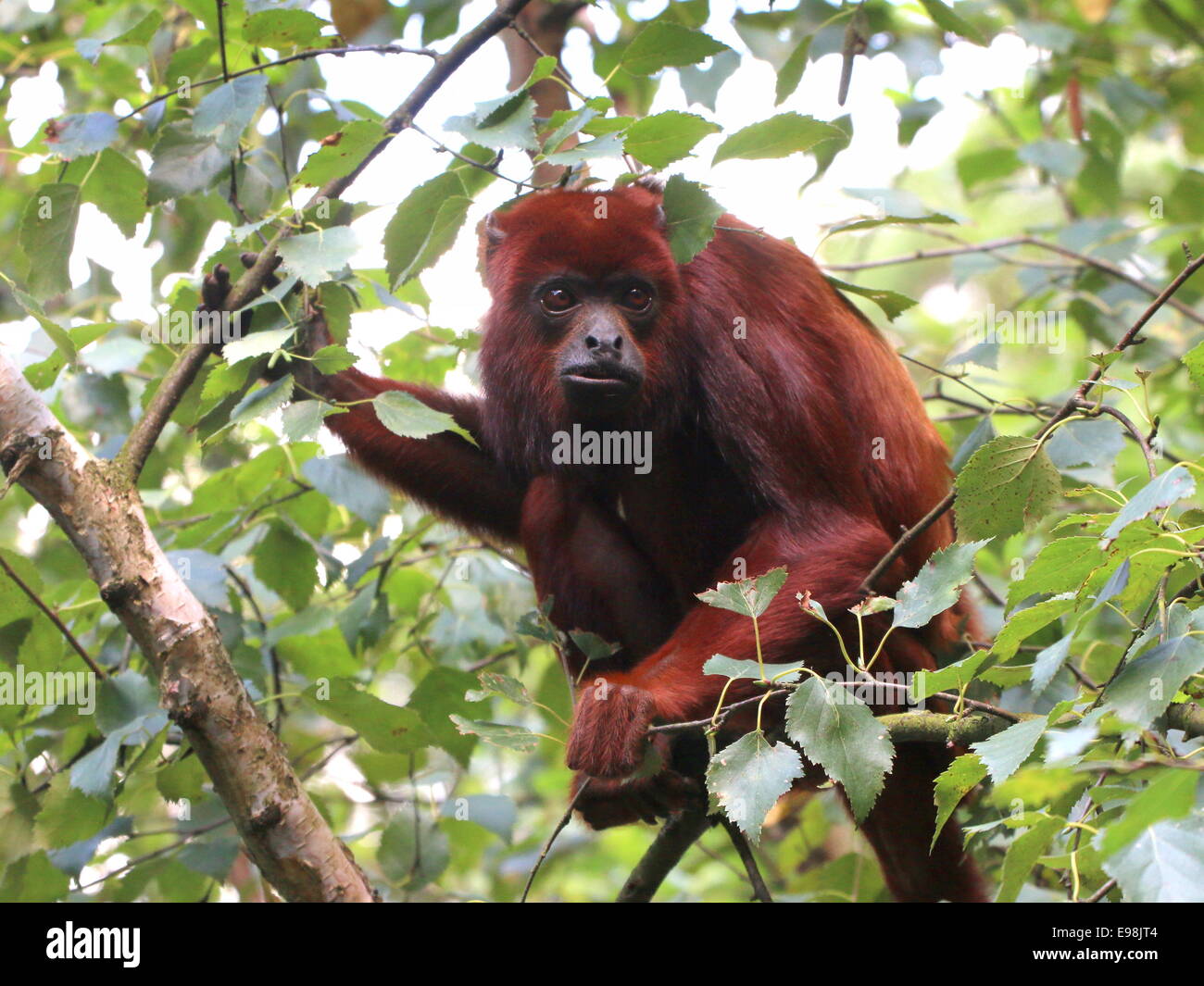 Rosso venezuelano scimmia urlatrice (Alouatta Alouatta) in una struttura ad albero Foto Stock