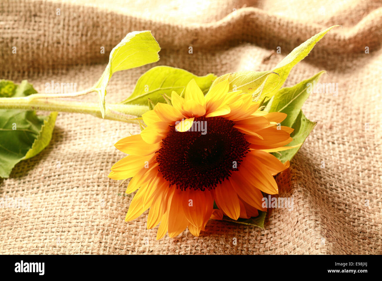 Autunnale di ringraziamento lo sfondo con un colorato giallo girasole freschi giacente sul rustico tessuto a trama materiale di Hesse Foto Stock