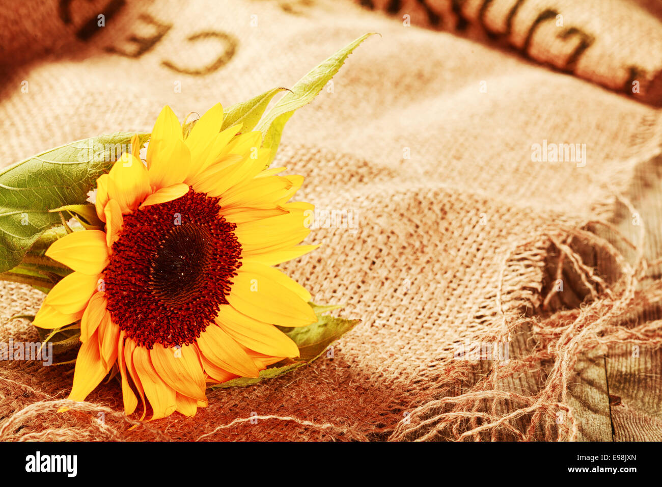 Bellissimo luminoso giallo girasole in uno sfondo rustico giacente su un pezzo sfilacciati di marrone hessian con fibre naturali e di dettaglio Foto Stock