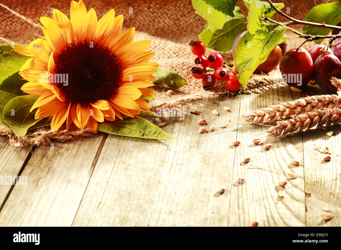 Rustico colorato ringraziamento lo sfondo con un vivace giallo girasole, spighe di grano maturo, rosa canina e bacche su un tavolo di legno con copyspace Foto Stock