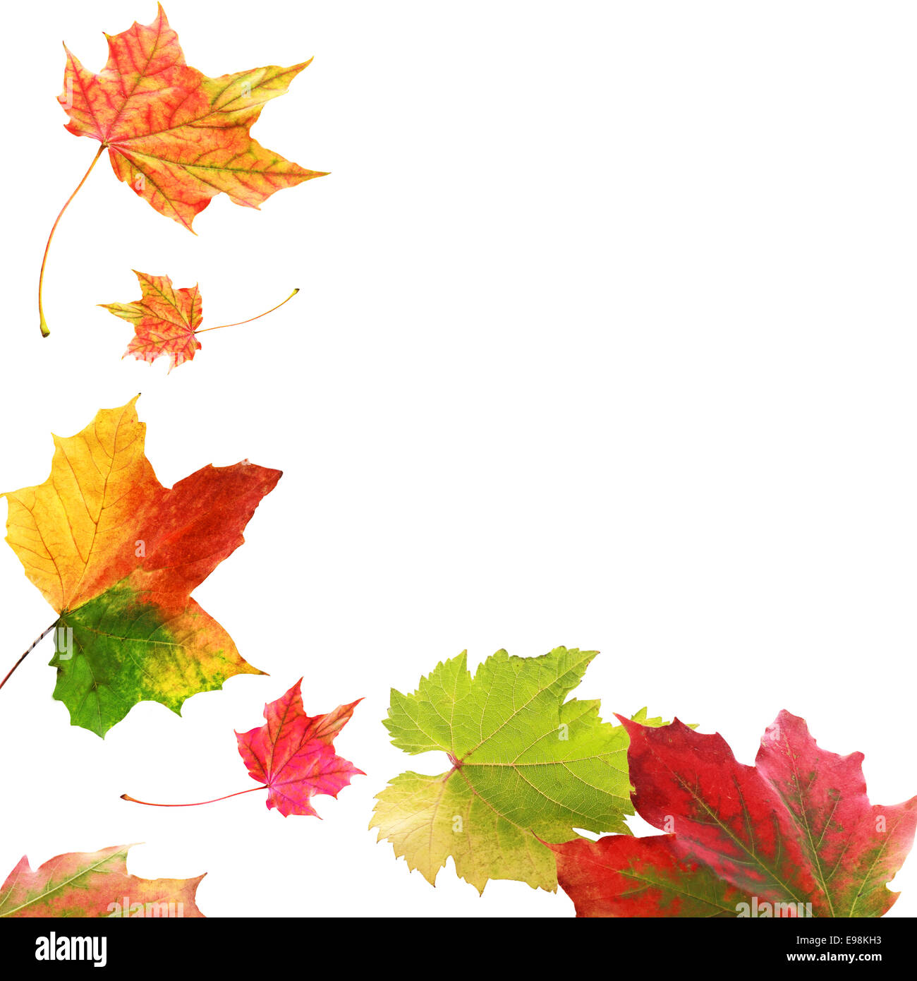 Confine angolo colorato e vivace variegata di autunno o caduta foglie con motivi multicolori con abbondanza di copyspace isolato su uno sfondo bianco Foto Stock