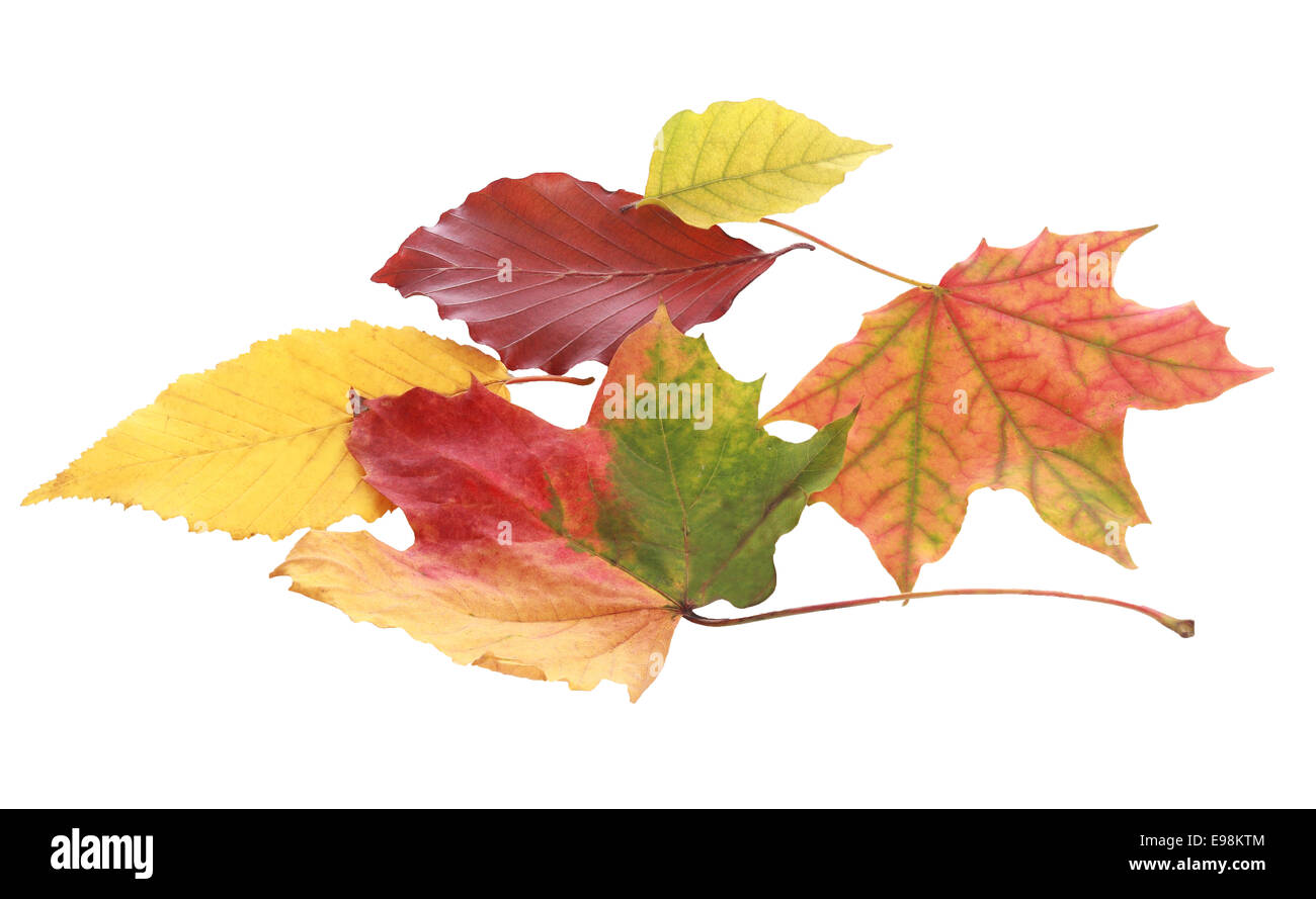 Ancora la vita di vari colori d'Autunno foglie su sfondo bianco Foto Stock