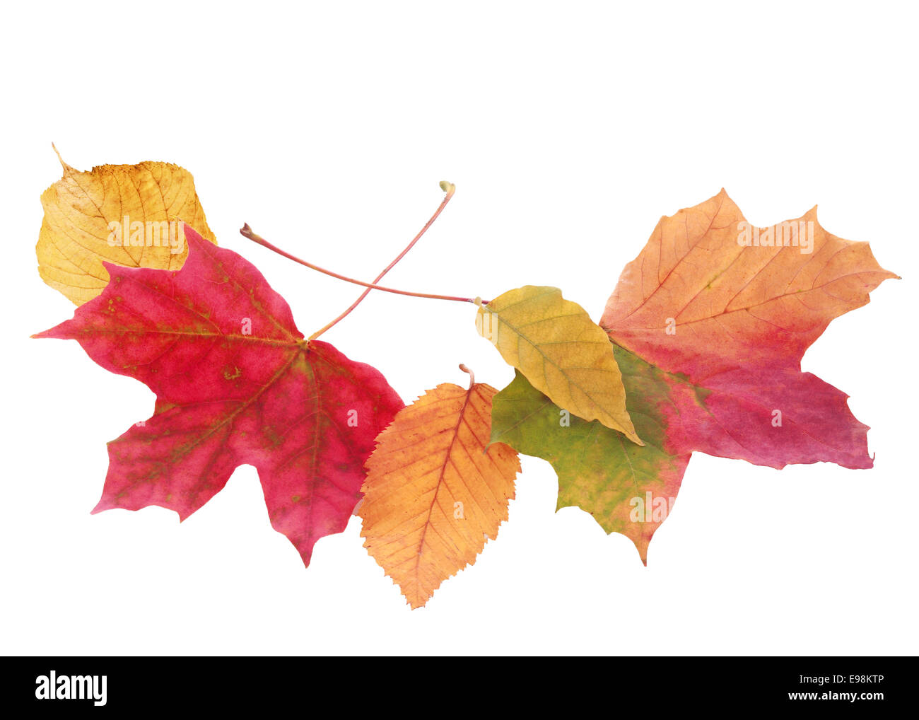 La disposizione a ventaglio delle belle autmn colorati o cadono le foglie in una varietà di forme e di colori isolato su bianco con copyspace Foto Stock