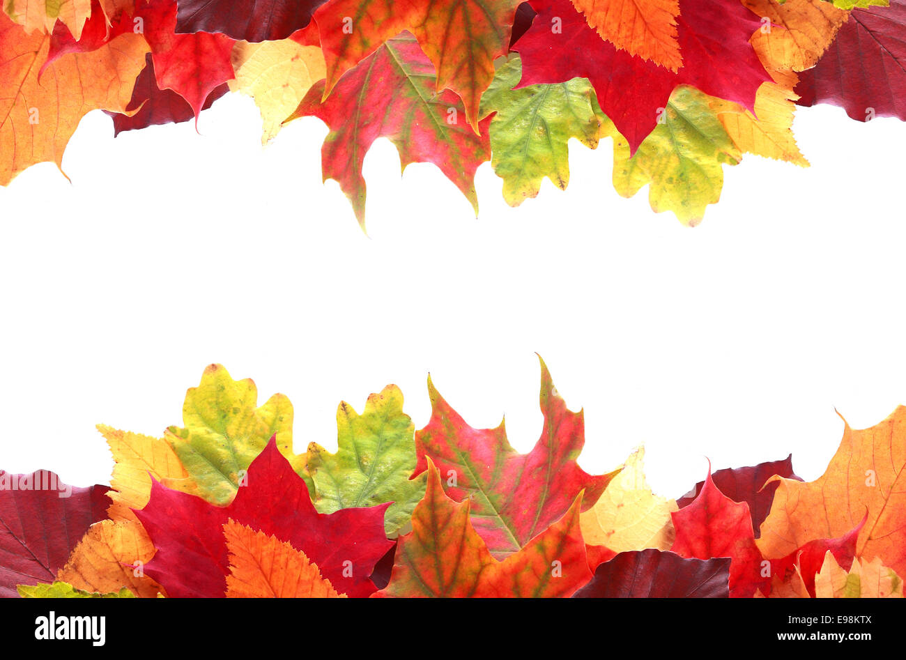 Doppio bordo di vibranti colori d'autunno o la caduta di foglie in tonalità di rosso, giallo, arancio e verde con centrale copyspace bianco Foto Stock