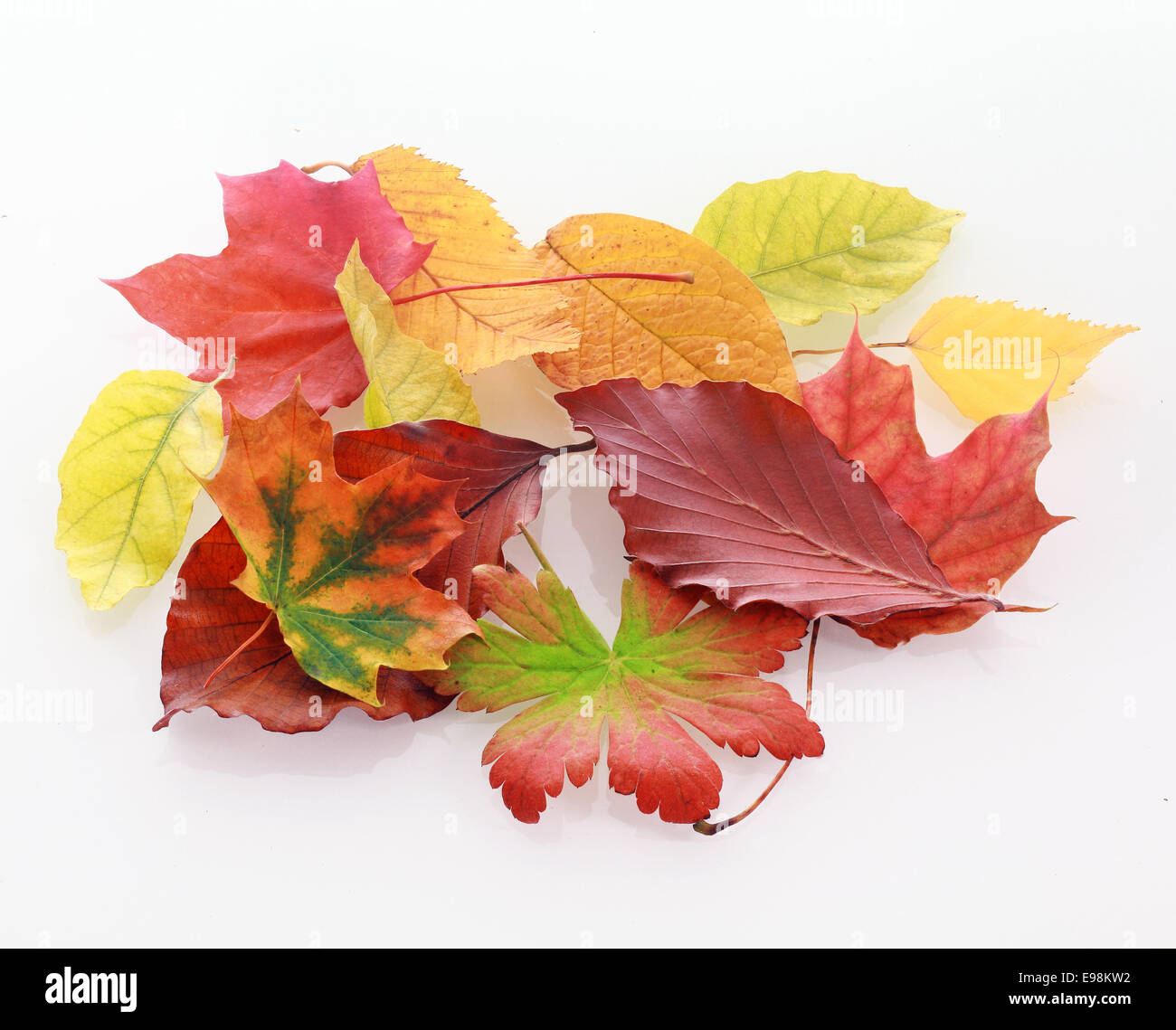 Mucchio di coloratissimi sbiadito Foglie di autunno a partire da appassire e di degrado che mostra il cambiamento di stagione e la bellezza della natura su sfondo bianco Foto Stock