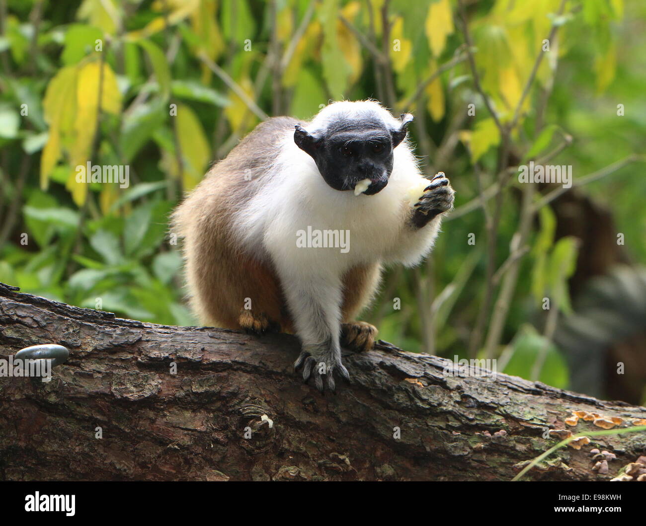 Il brasiliano Pied tamarin monkey (Saguinus bicolor) mangiare un pezzo di frutta Foto Stock