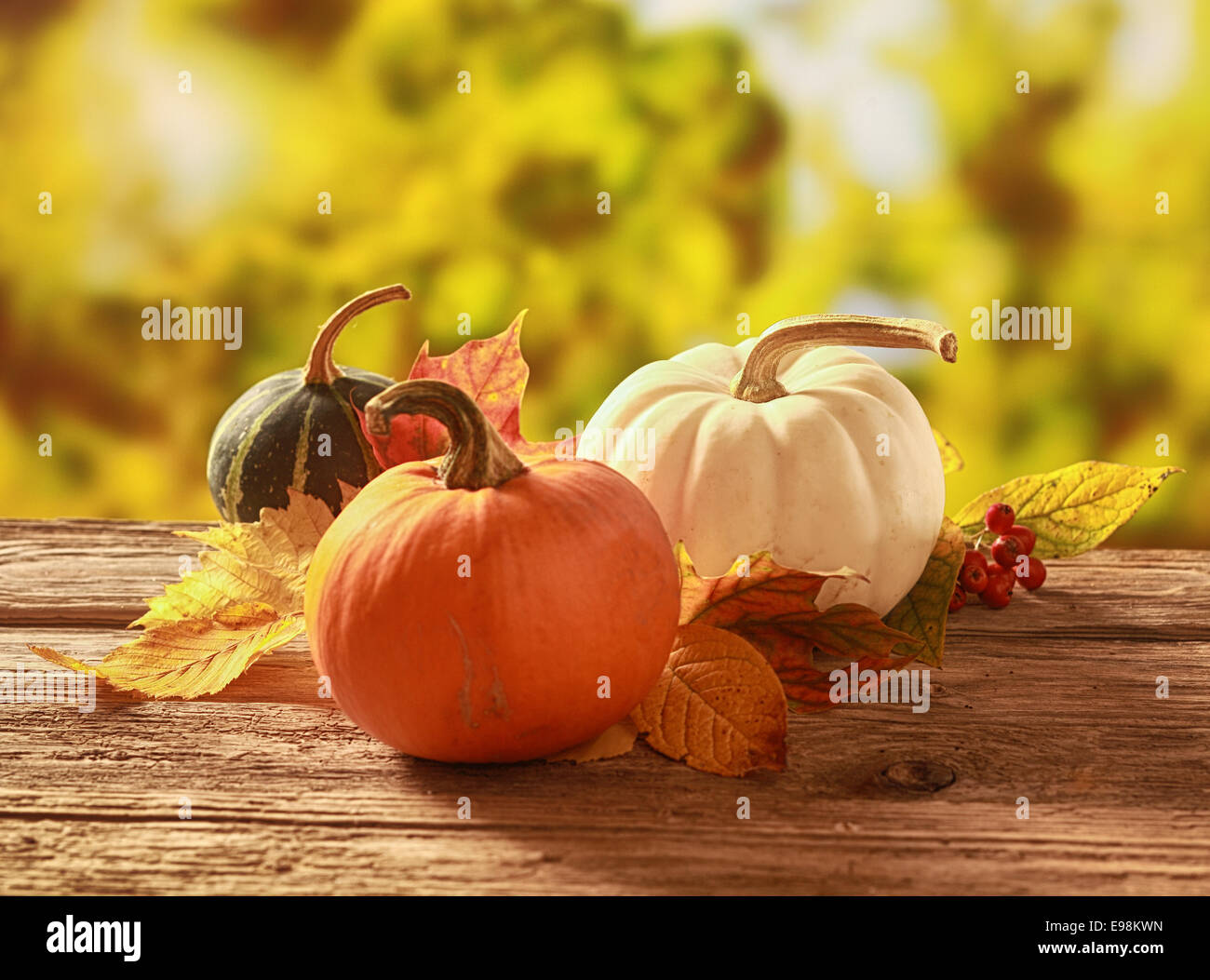 Tre di zucca freschi e squash, uno arancione, il bianco e il verde variegato, con foglie cadono su una tavola in legno rustico in un colorato Foto Stock