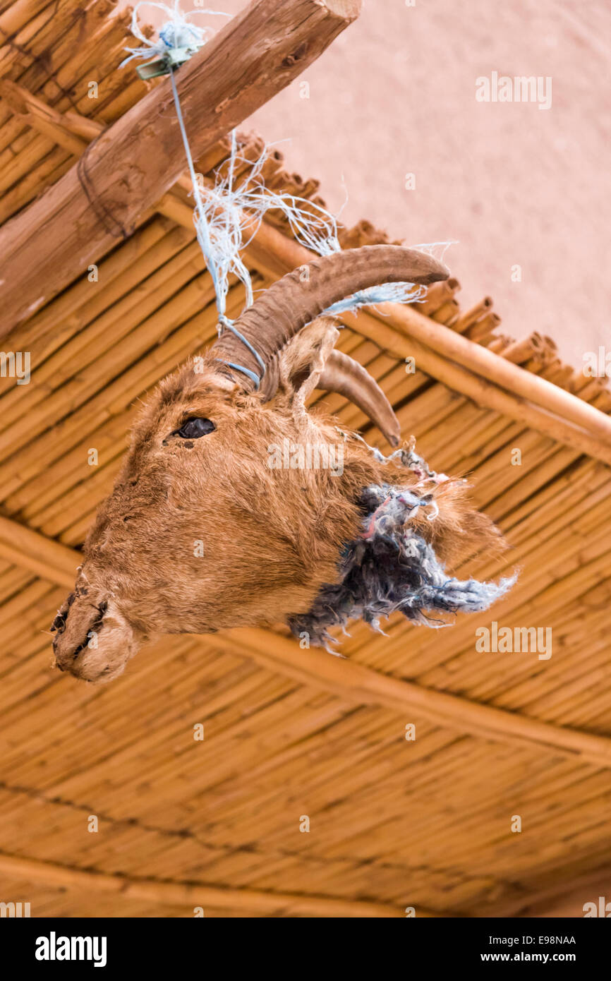 Farcite testa della capra appesi da un tetto a graticcio in Sahara Città di Ouarzazate, Marocco Foto Stock