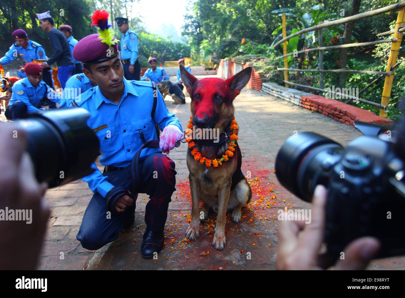 Kathmandu, Nepal. 22 ottobre, 2014. Un cane pone il secondo giorno di Tihar è festival in Kathmandu, Nepal, su Ott. 22, 2014. "Tihar è", il festival indù di luci, è celebrato per cinque giorni. Ogni giorno è dedicato alle diverse figure religiose compresi mucca, Corvo e cane, signifing profonde relazioni tra gli esseri umani, Dio e animali. Credito: Sunil Sharma/Xinhua/Alamy Live News Foto Stock