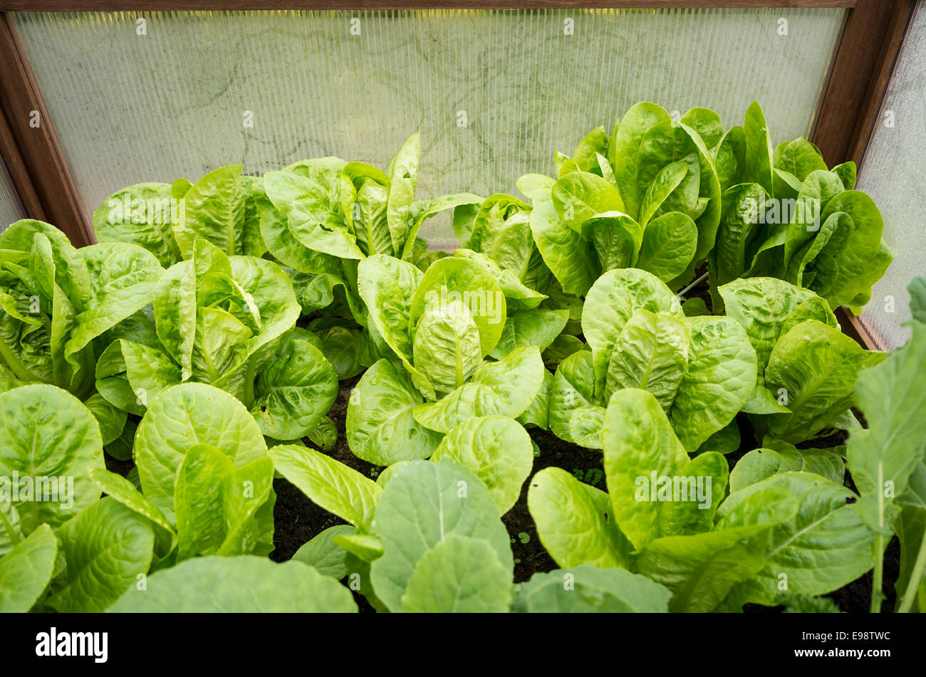 Le lattughe romane che cresce in un telaio a freddo in autunno Foto Stock