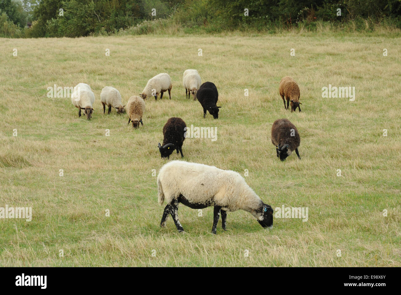 Pecore in un campo Foto Stock