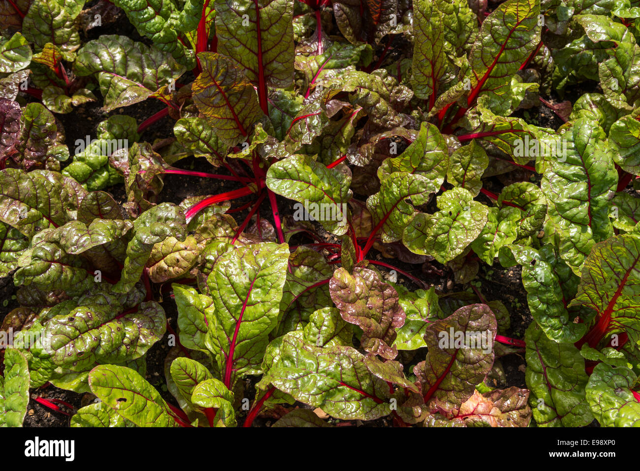 Foglie di bietola sotto il sole estivo. Foto Stock