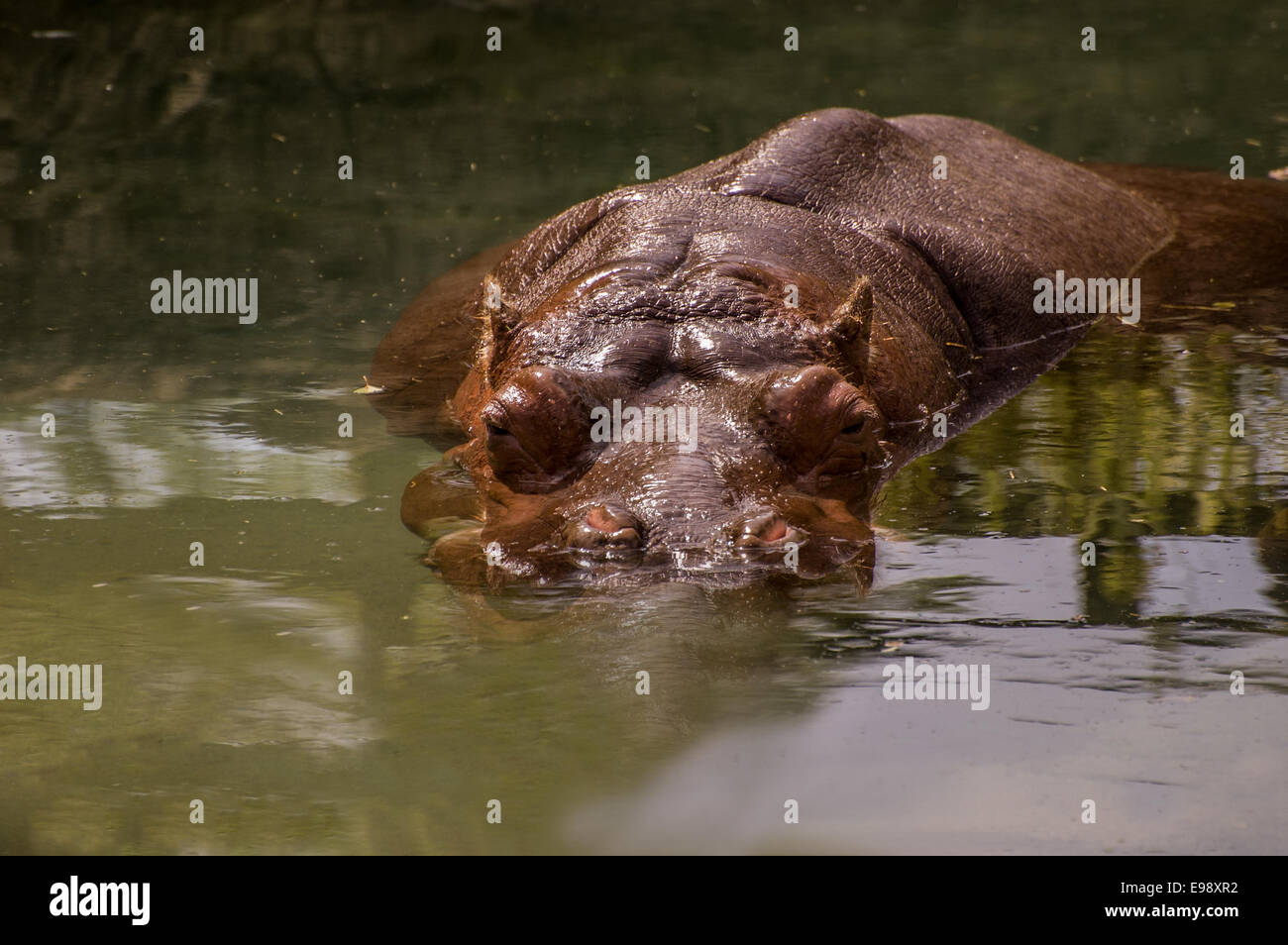 Un ippopotamo parzialmente sommerso in acqua torbida. Foto Stock