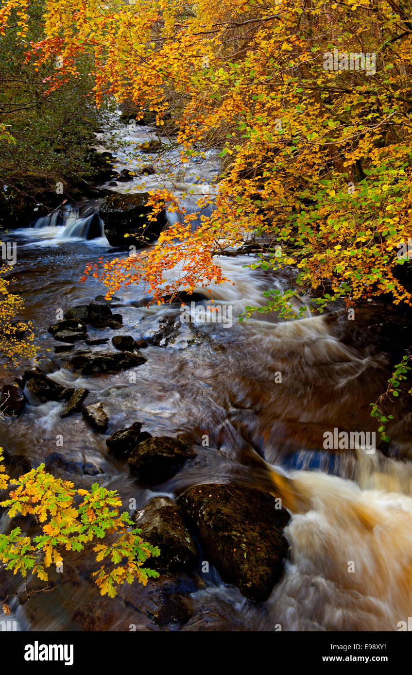 Autunno, fiume, Aberfeldy Birks, Perth Kinross, Perthshire, Scotland, Regno Unito Foto Stock