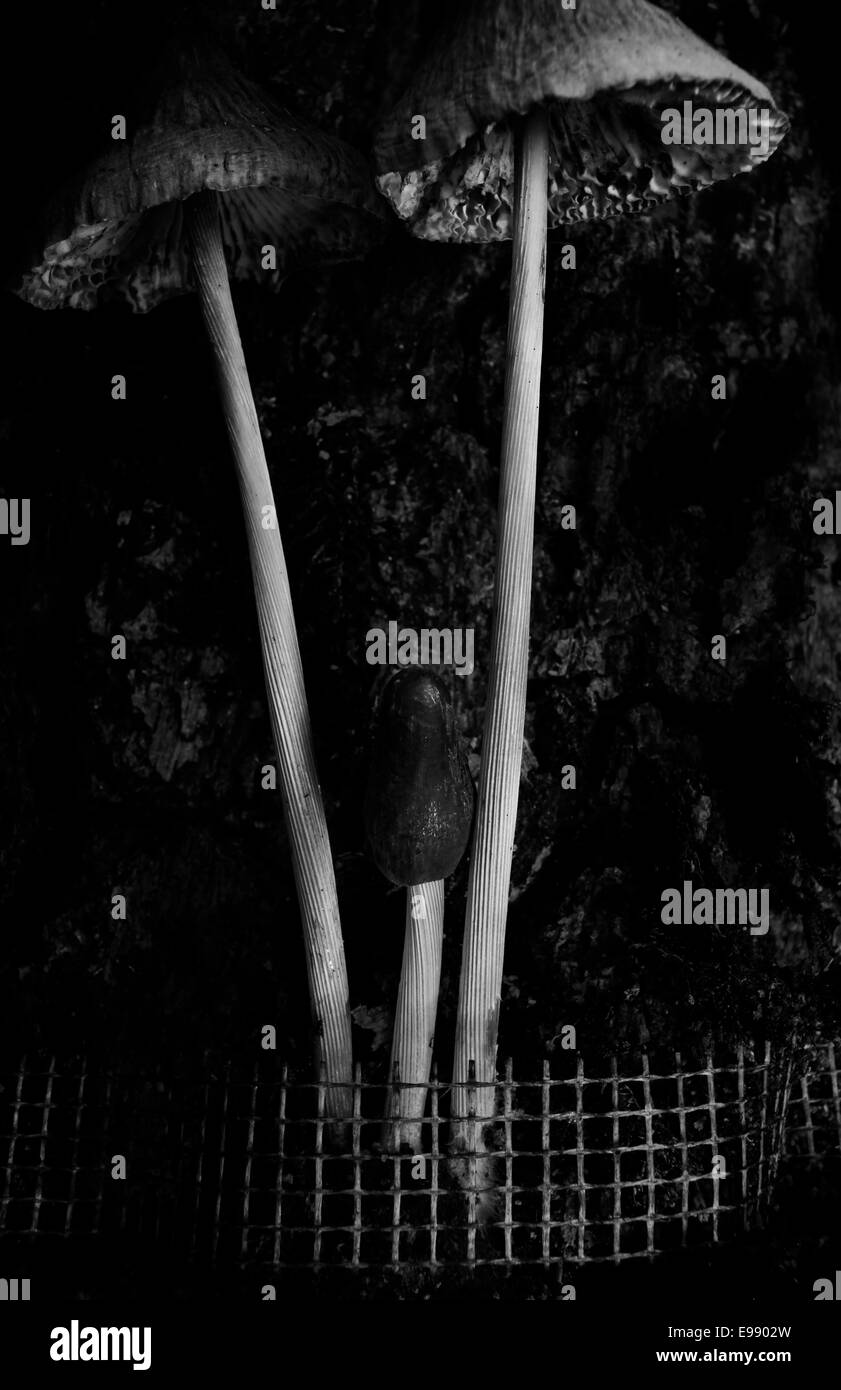 Funghi giganti Foto Stock