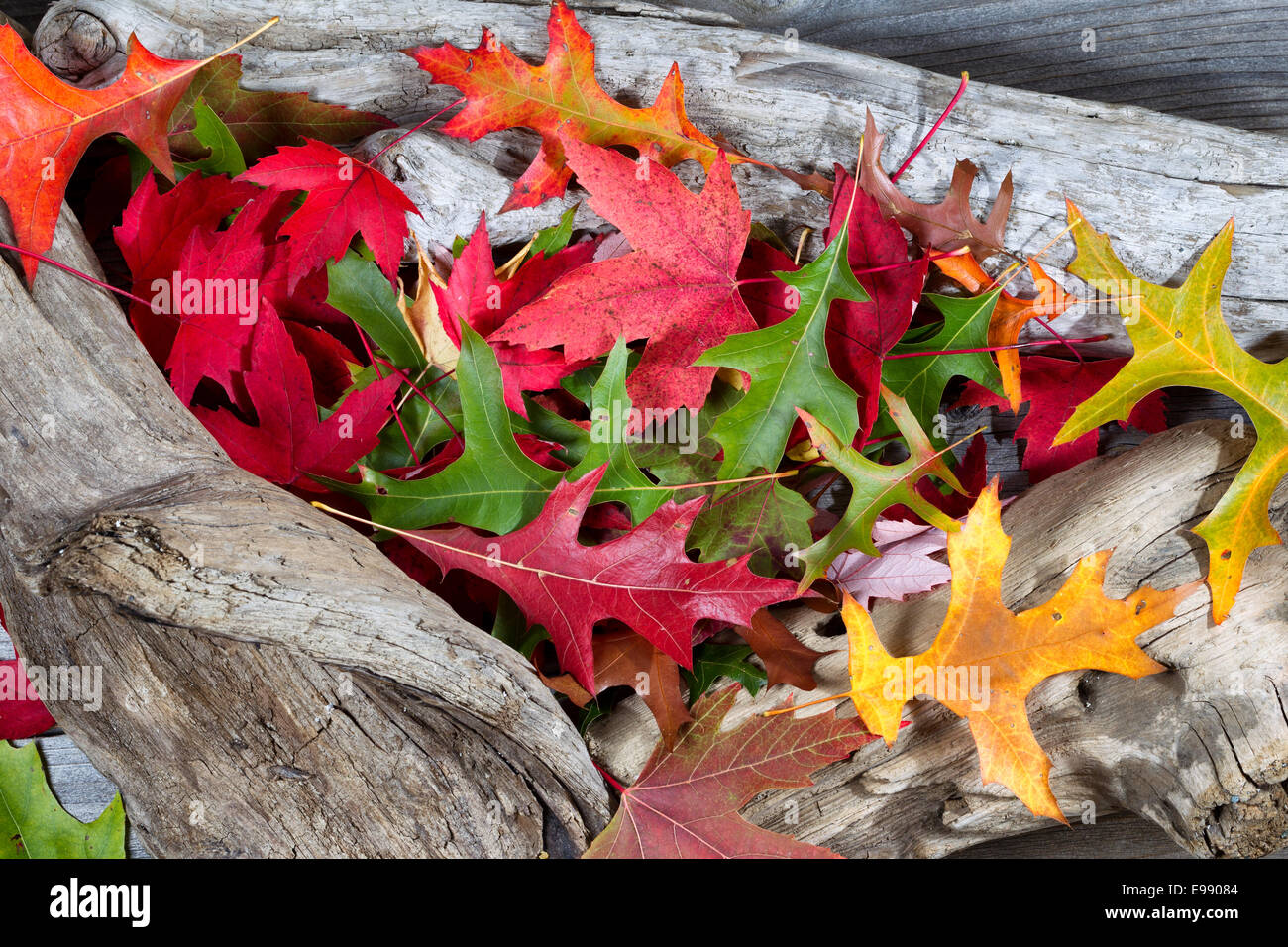 Luminose colorate Foglie di autunno sul driftwood invecchiato Foto Stock