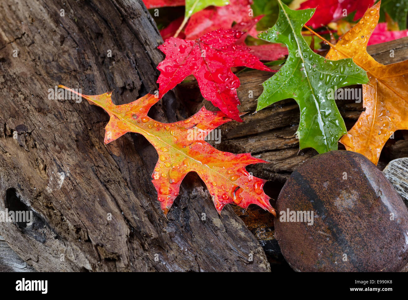 Wet Bright Foglie di autunno sul driftwood invecchiato Foto Stock