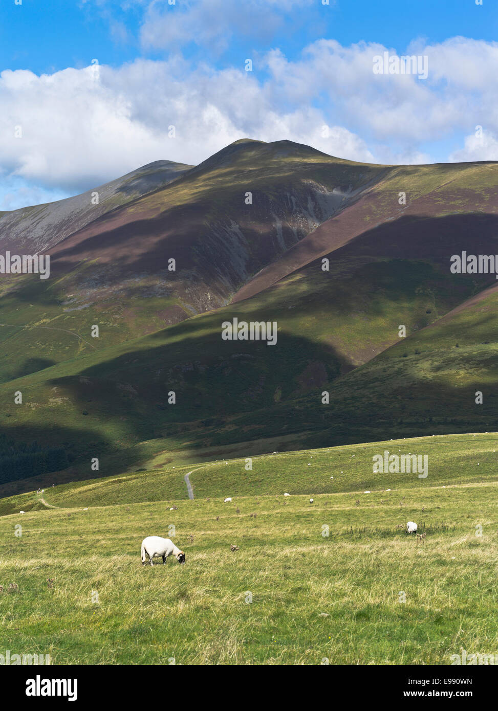 dh Latrigg Skiddaw montagna KESWICK LAKE DISTRICT Cumbrian Swalledale collina pecore pascolo campagna erba uk campane paesaggio gran bretagna cumbria inghilterra Foto Stock