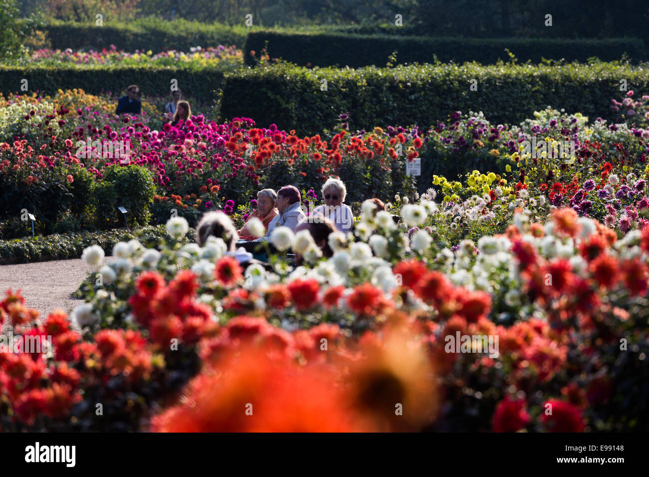 Il Dahlia-Garden è un parco unico in Hamburg anche se è poco noto in Germania la seconda più grande città della stessa. Si è aperto nel 1920 nella parte occidentale della città, e si trasforma in un mare di colori ogni anno in autunno, quando 11 000 piante qui sono io Foto Stock