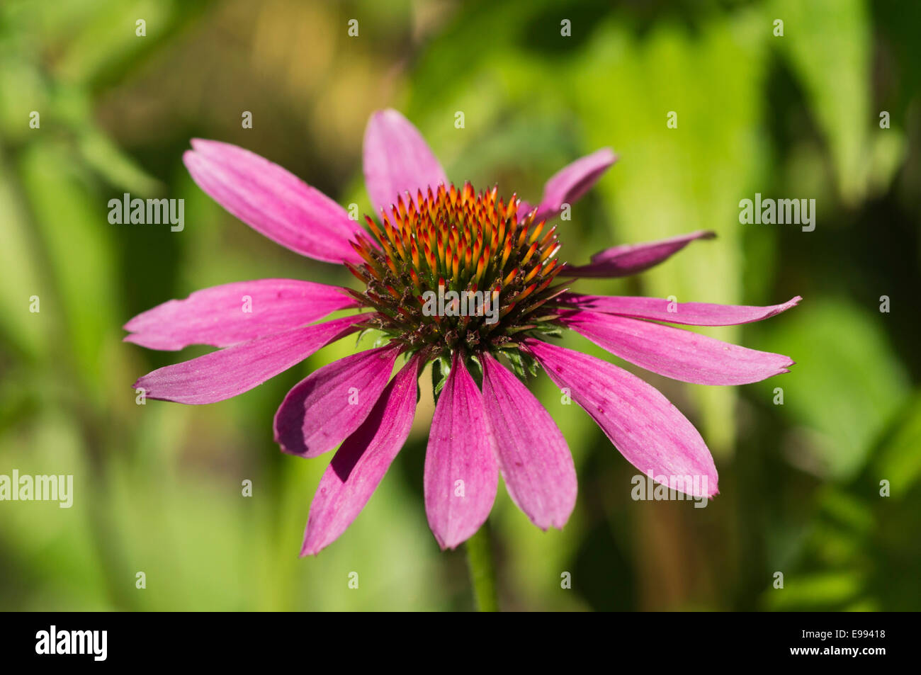 Echinacea Purperea fiore Foto Stock