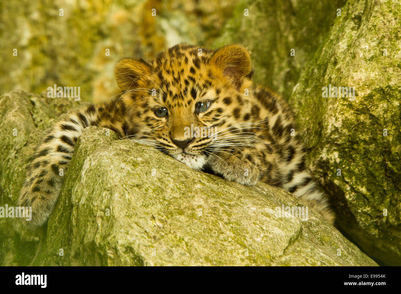 Estremamente raro leopardo di Amur Cub (Panthera Pardus orientalis) recante su roccia Foto Stock
