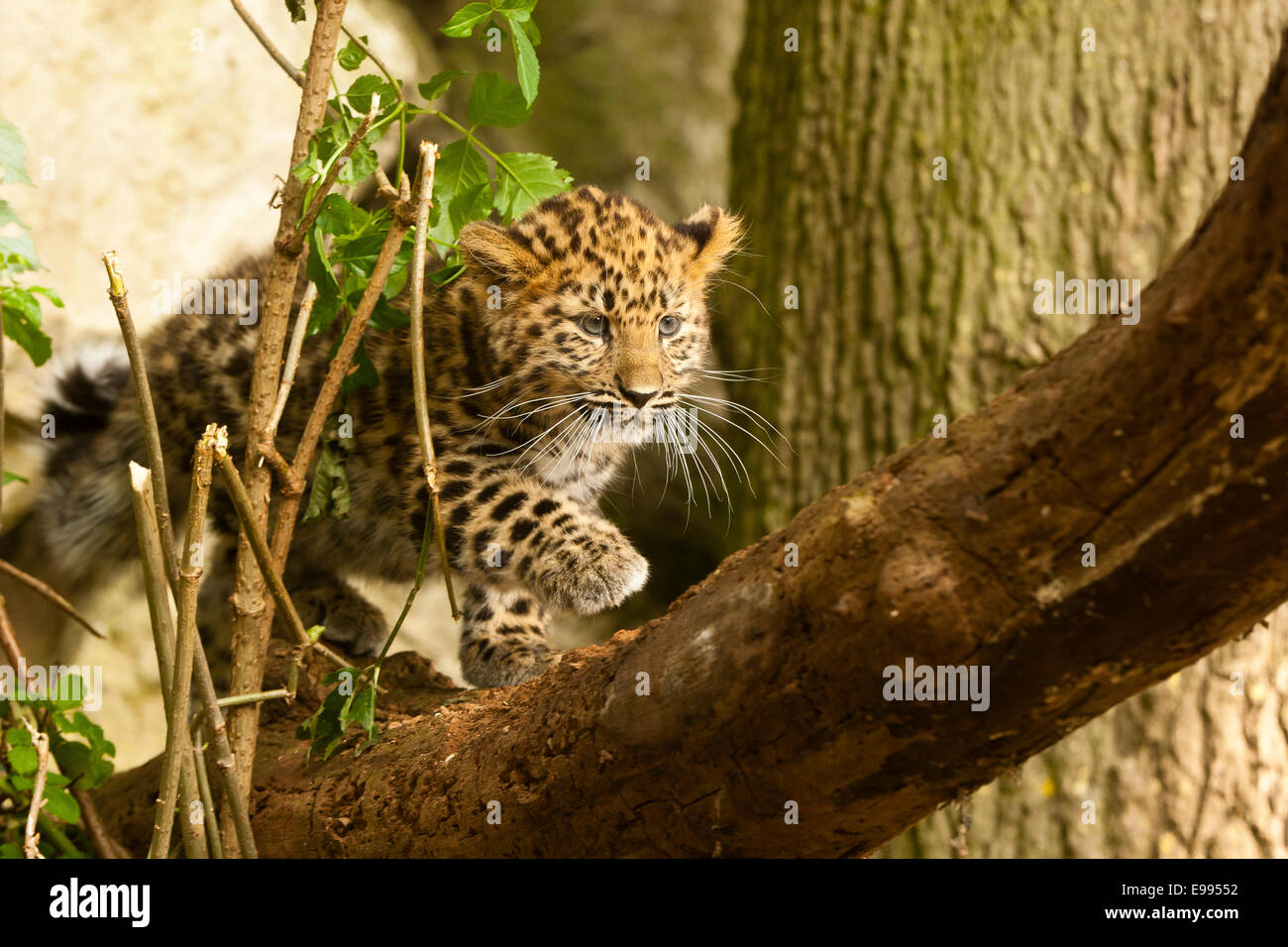Estremamente raro leopardo di Amur Cub (Panthera Pardus orientalis) Passeggiate lungo la struttura ad albero Foto Stock