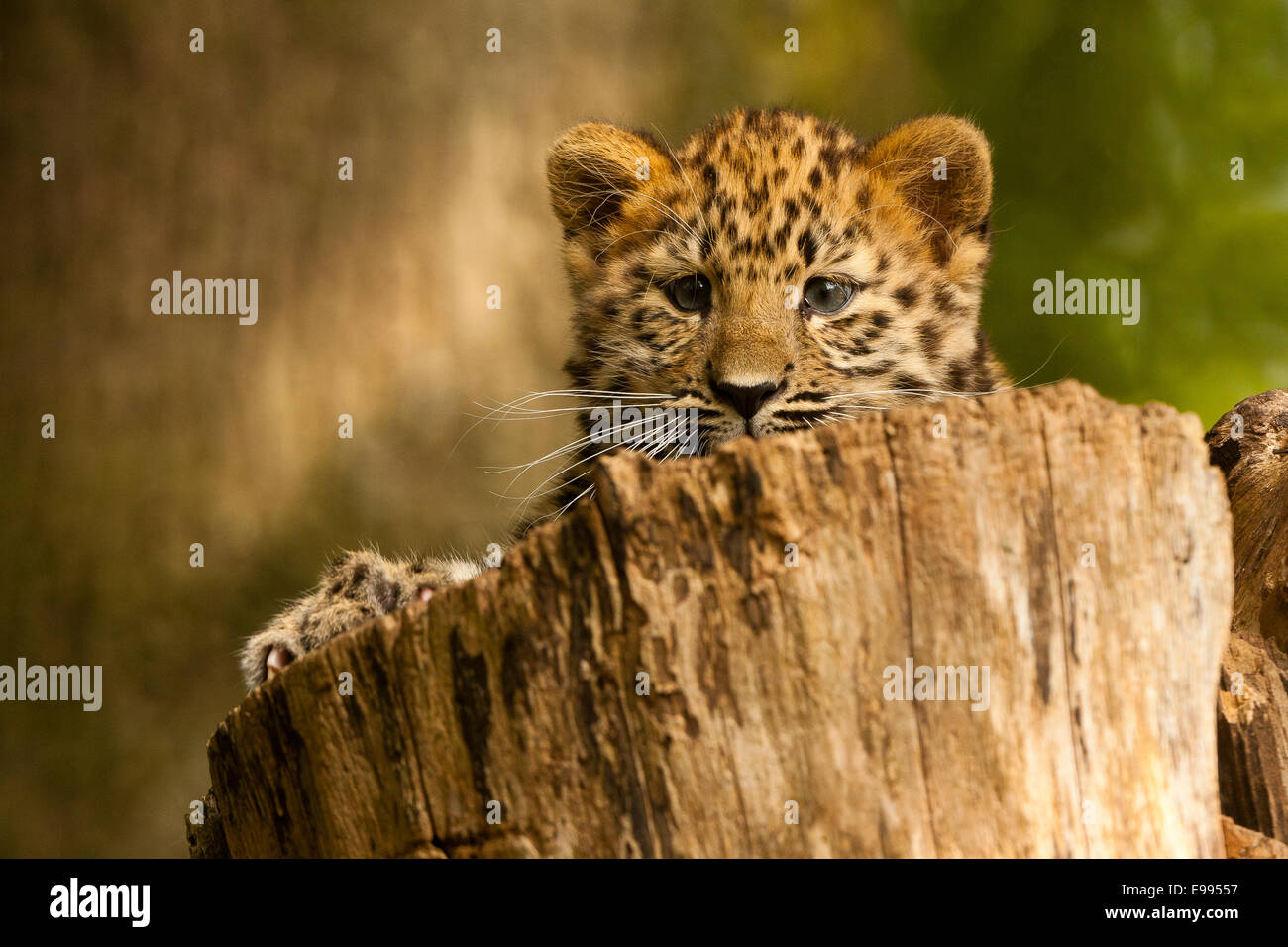 Estremamente raro leopardo di Amur Cub (Panthera Pardus orientalis) recante sul log Foto Stock