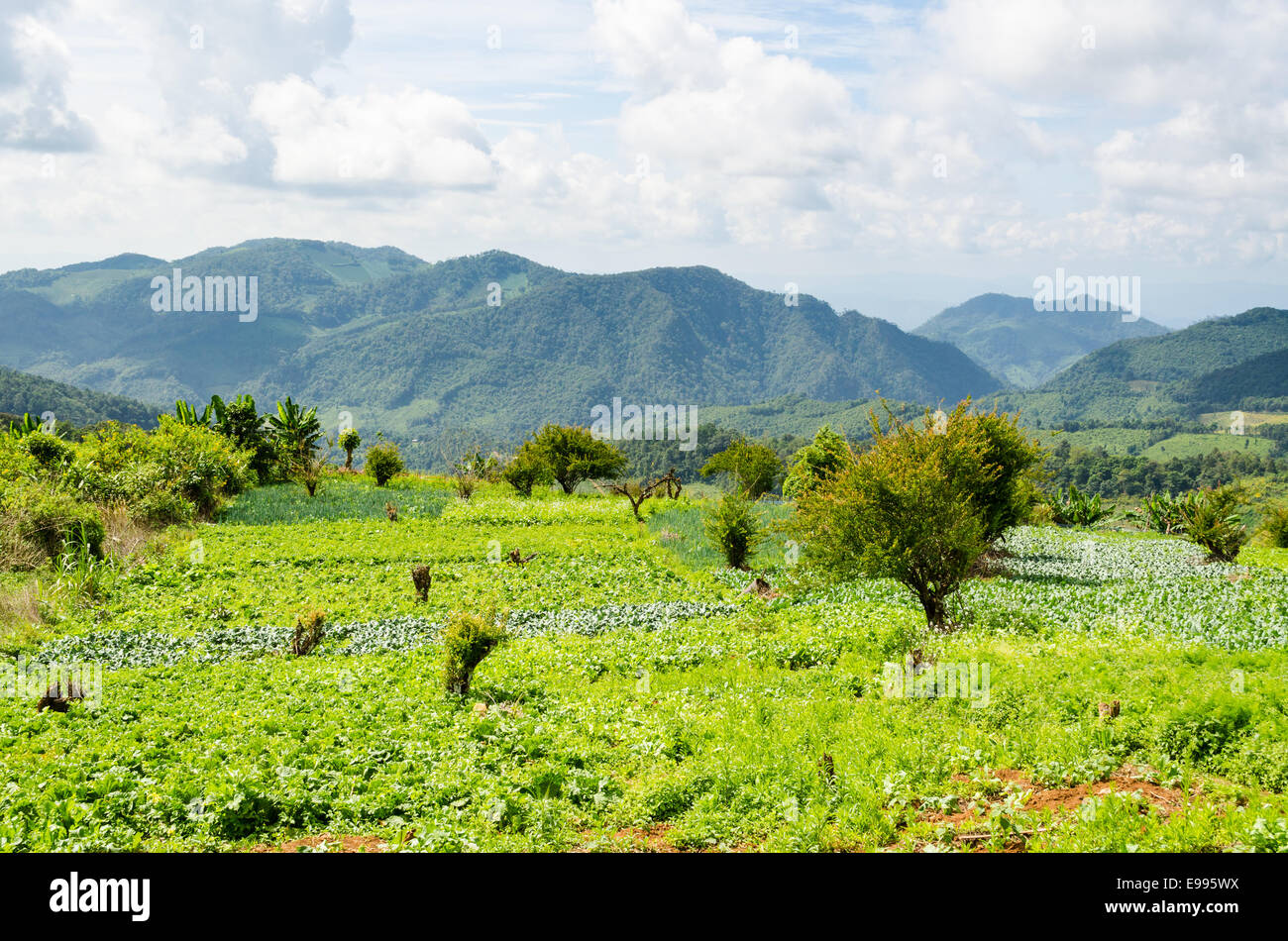 Agricoltura sull'altopiano di agricoltori nel nord della Thailandia. Foto Stock