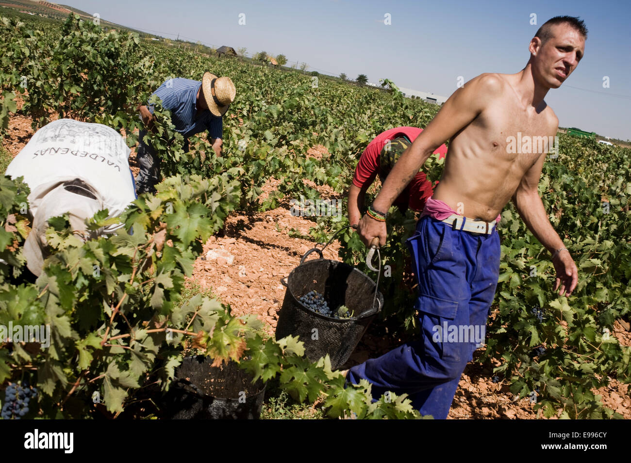 I lavoratori temporanei pick up uve Tempranillo a Valdepeñas, Ciudad Real, Spagna. vigna gruppo stagionale lavoratore prelievo di lavoro Foto Stock