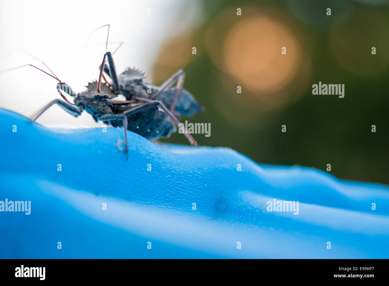 Bizzarro navigherete indietro bug di dinosauri (noto anche come bug ruota), coniugata al tramonto su un cestino di coperchio. Foto Stock