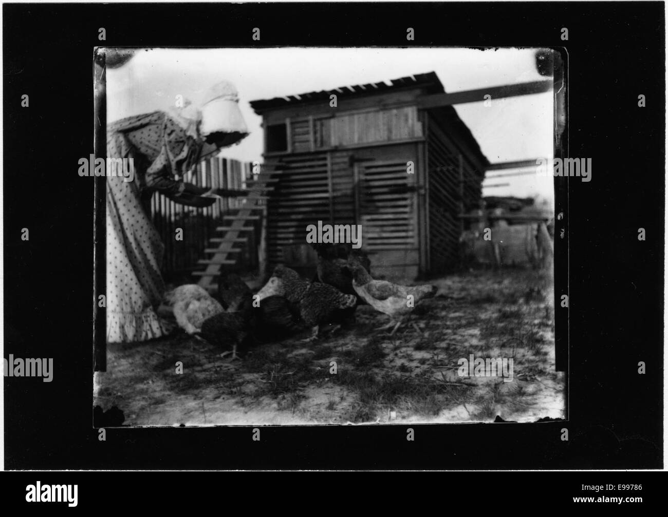Una fotografia di una donna che dà da mangiare ai polli, raffigurante una scena rurale o agricola. L'immagine cattura un momento nella vita agricola, evidenziando le attività quotidiane in un'azienda agricola. Foto Stock