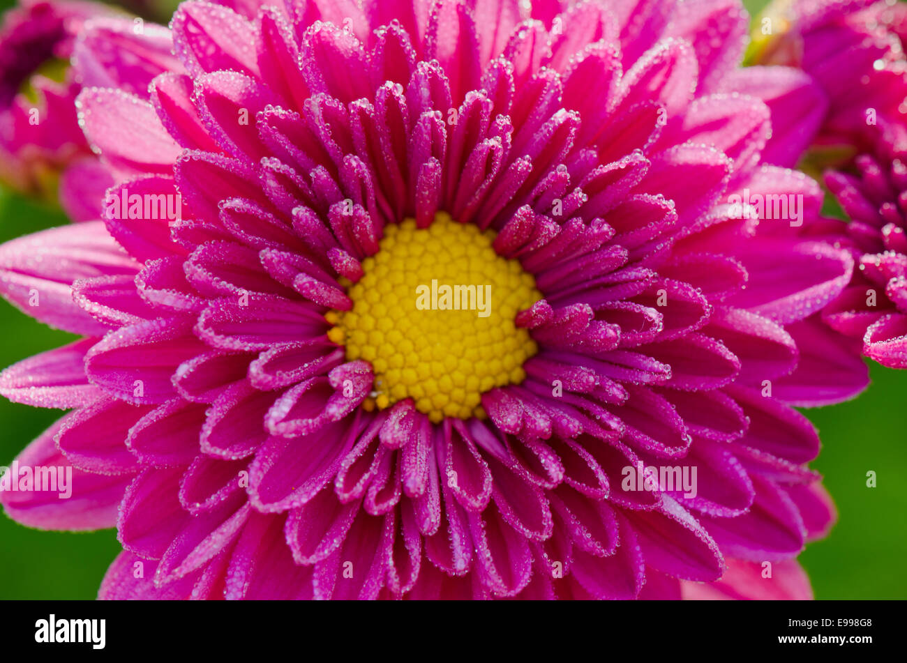 Vista superiore close up fuchsia Chrysanthemum Morifolium fiori che è riempito di rugiada di mattina. Foto Stock