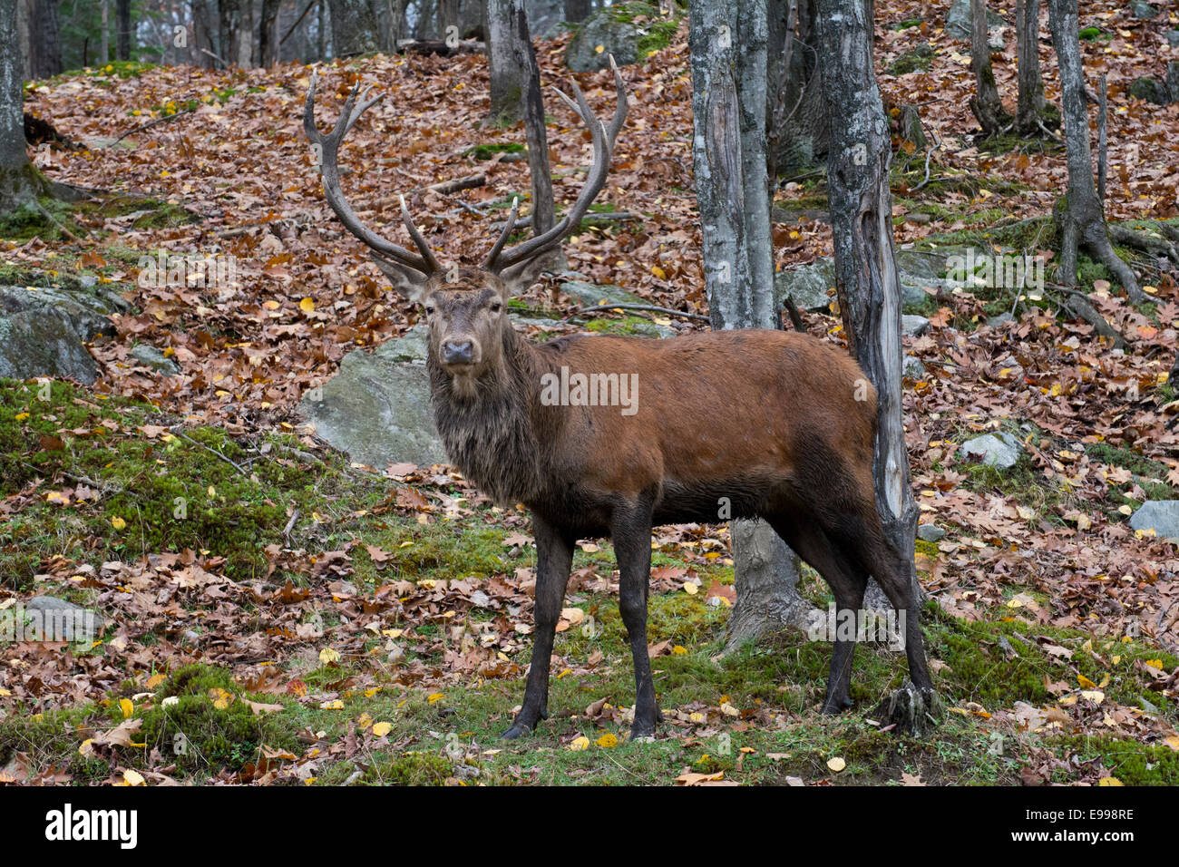 Un maschio di cervo in autunno a Omega Park. Foto Stock