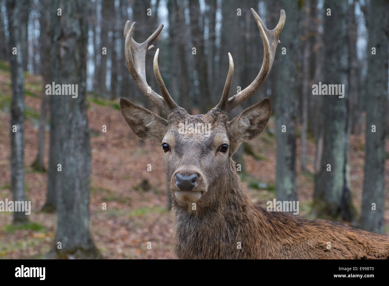 Close-up di un maschio di cervo rosso presso Omega Park. Foto Stock