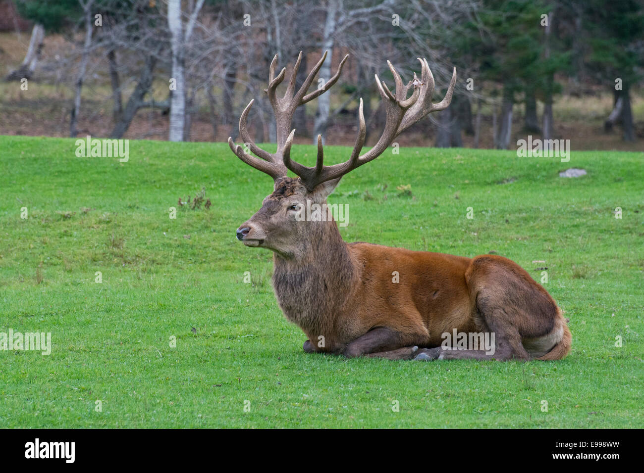 Un maschio di cervo in autunno a Omega Park. Foto Stock