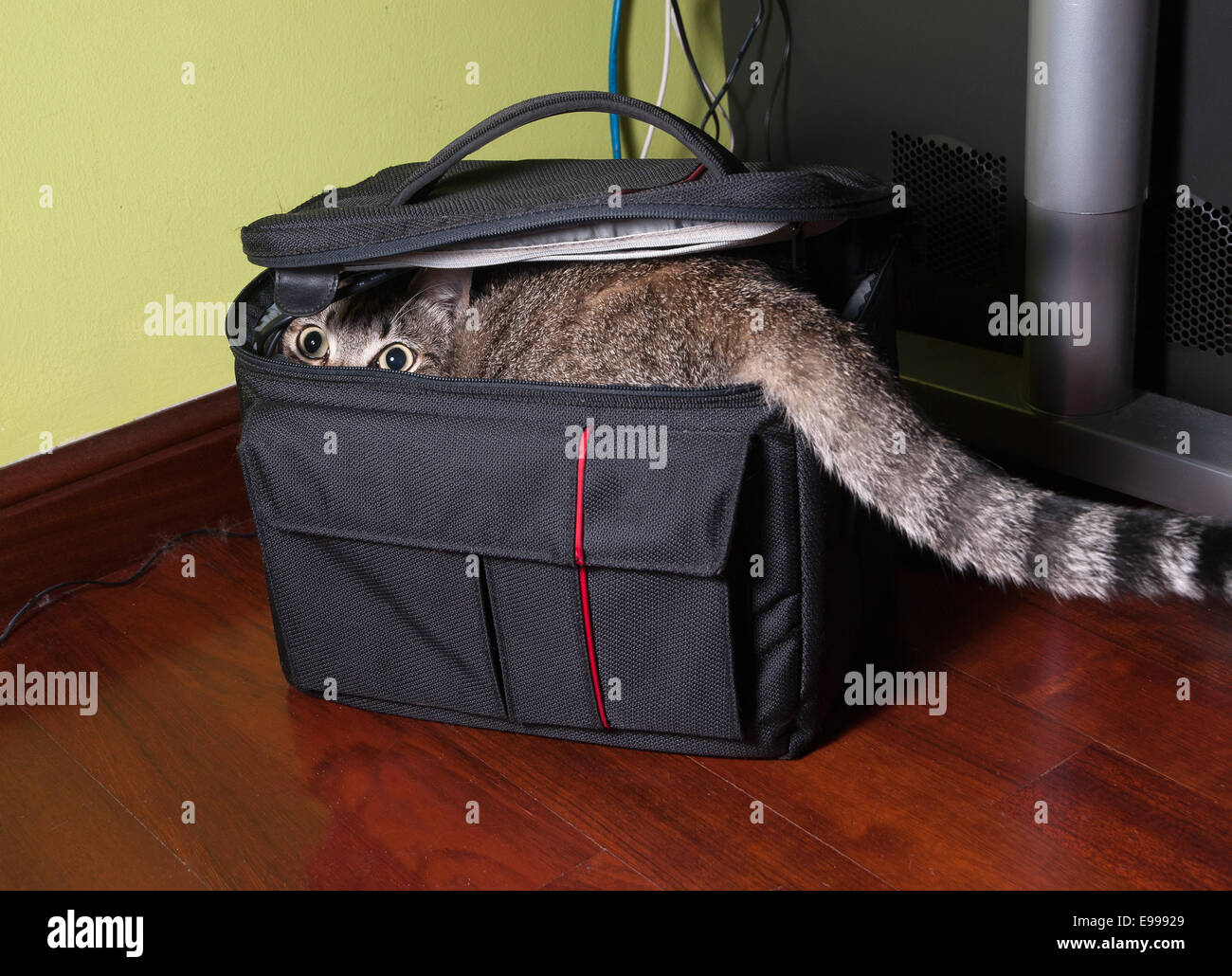 Gatto in una borsa nera all'interno di casa con un espressione divertente. Foto Stock