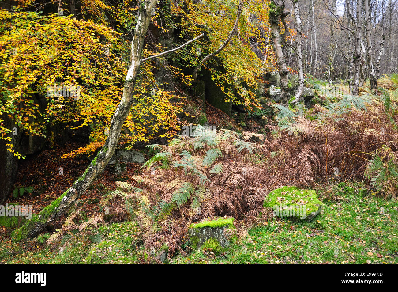 Argento di betulle e bracken sul bordo della cava a Bolehill nel distretto di picco in autunno. Foto Stock