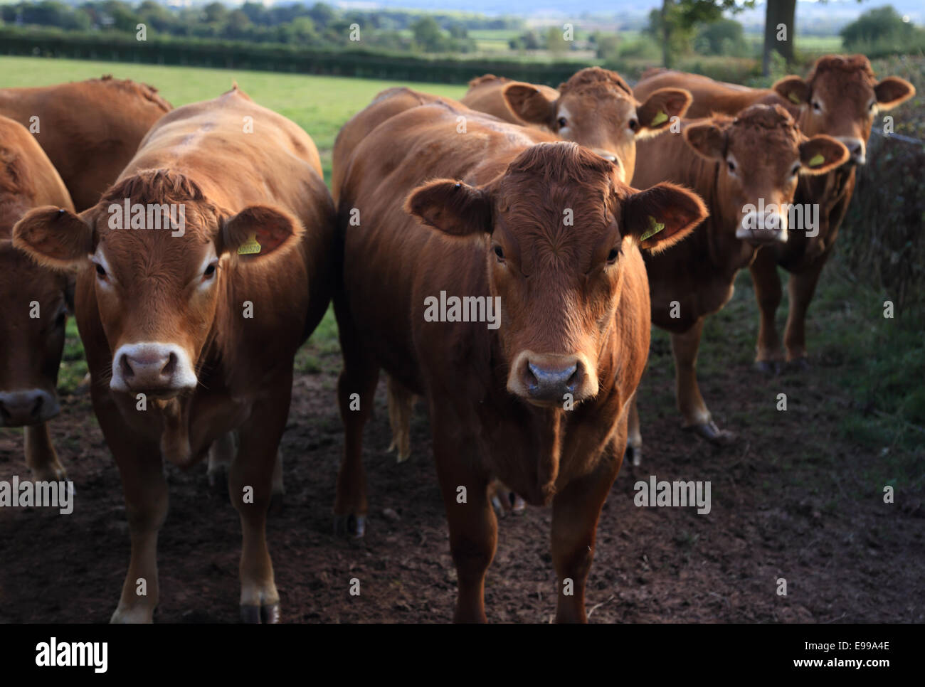 Una fila di curiosi bovini in piedi in una linea guardando la telecamera in un campo di erba in Herefordshire, Regno Unito Foto Stock