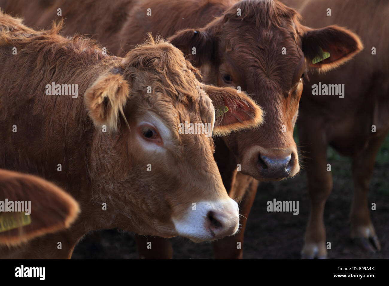 Una fila di curiosi bovini in piedi in una linea guardando la telecamera in un campo di erba in Herefordshire, Regno Unito Foto Stock