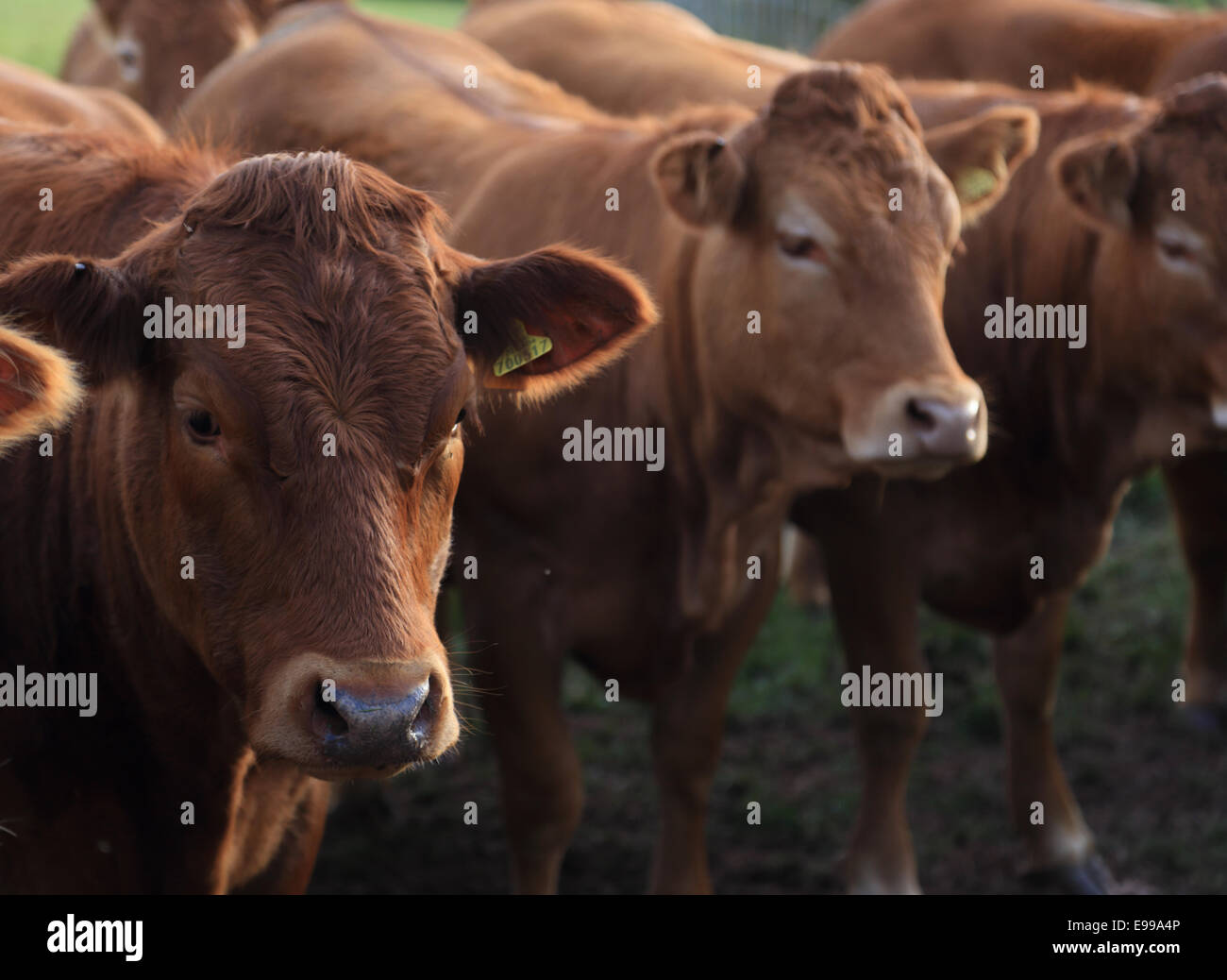Una fila di curiosi di bovini da carne in piedi in una linea guardando la telecamera in un campo di erba in Herefordshire, Regno Unito Foto Stock