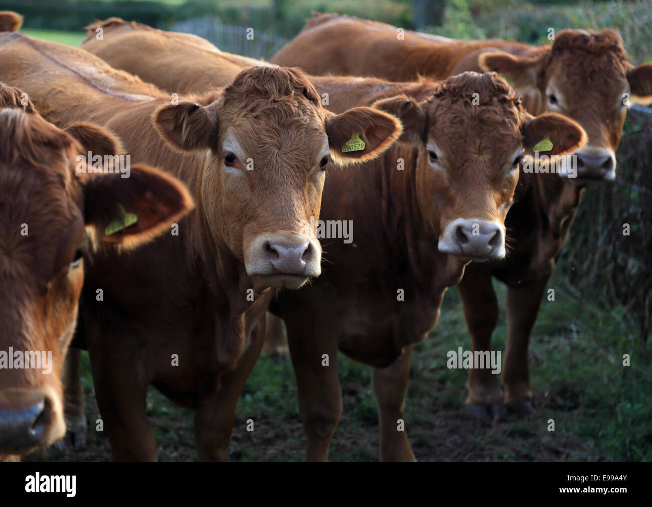 Curioso il bestiame in piedi in fila su una fattoria in sole serale in Herefordshire, Regno Unito Foto Stock