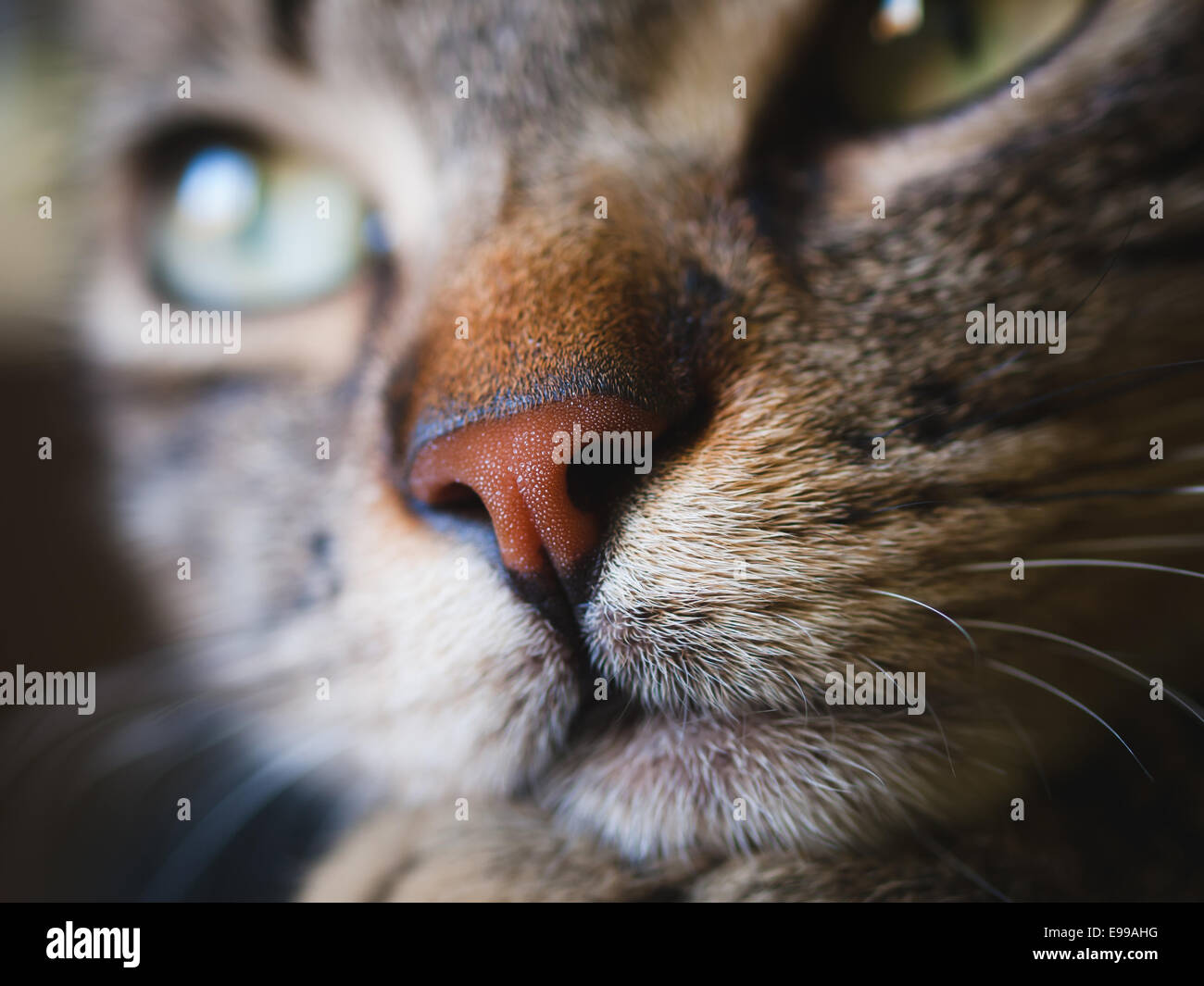 Naso gatto in un extreme close up foto Foto Stock