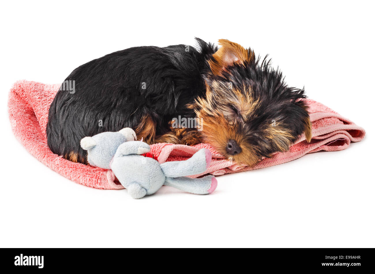2 mesi di Yorkshire Terrier cucciolo dorme sul tovagliolo di rosa con toy isolati su sfondo bianco Foto Stock