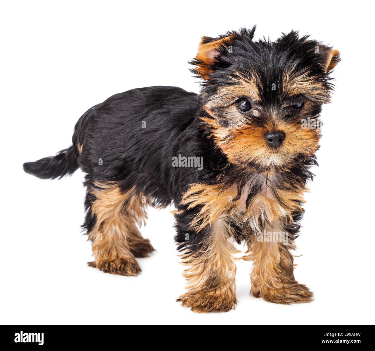 Yorkshire Terrier cucciolo in piedi, 2 mesi di età, isolato su sfondo bianco Foto Stock