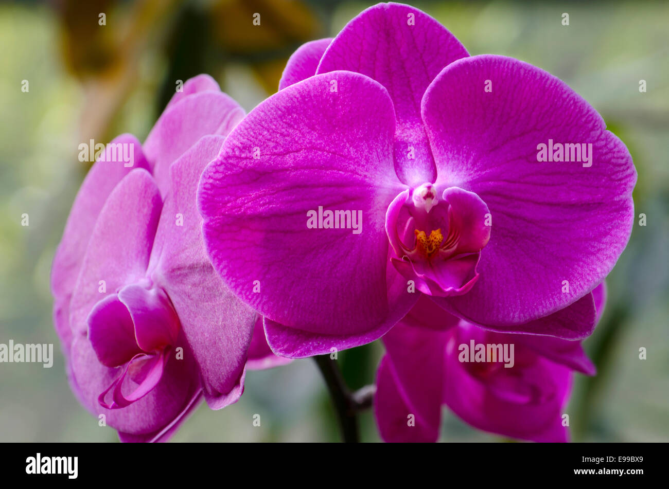 Spettacolare Orchid in piena fioritura in un conservatorio/Serra. Girato con un lungo la lente per creare il fuoco selettivo. Foto Stock