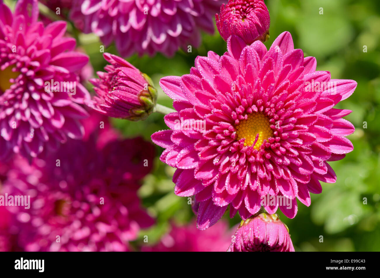 Vista superiore close up fuchsia Chrysanthemum Morifolium fiori che è riempito di rugiada di mattina. Foto Stock