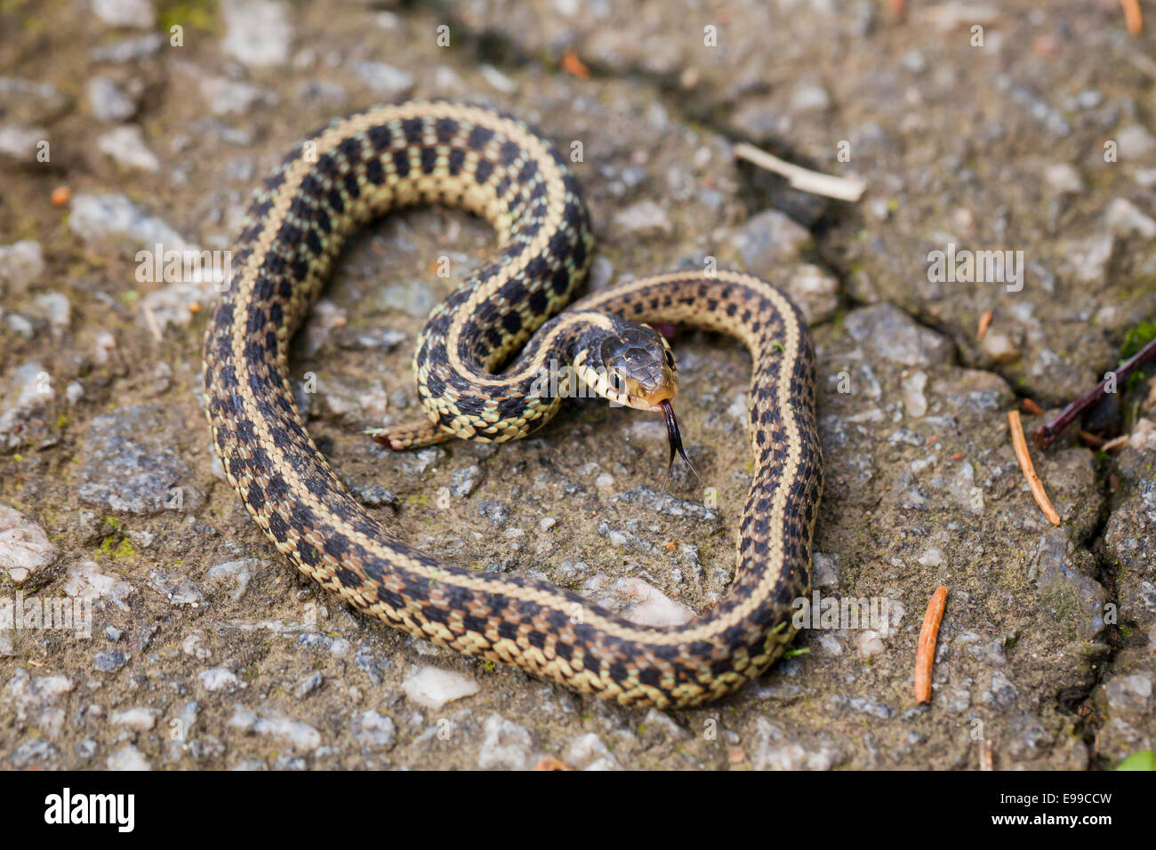 Giovani giarrettiera orientale snake (Thamnophis sirtalis sirtalis) sulla pavimentazione - Virginia STATI UNITI D'AMERICA Foto Stock