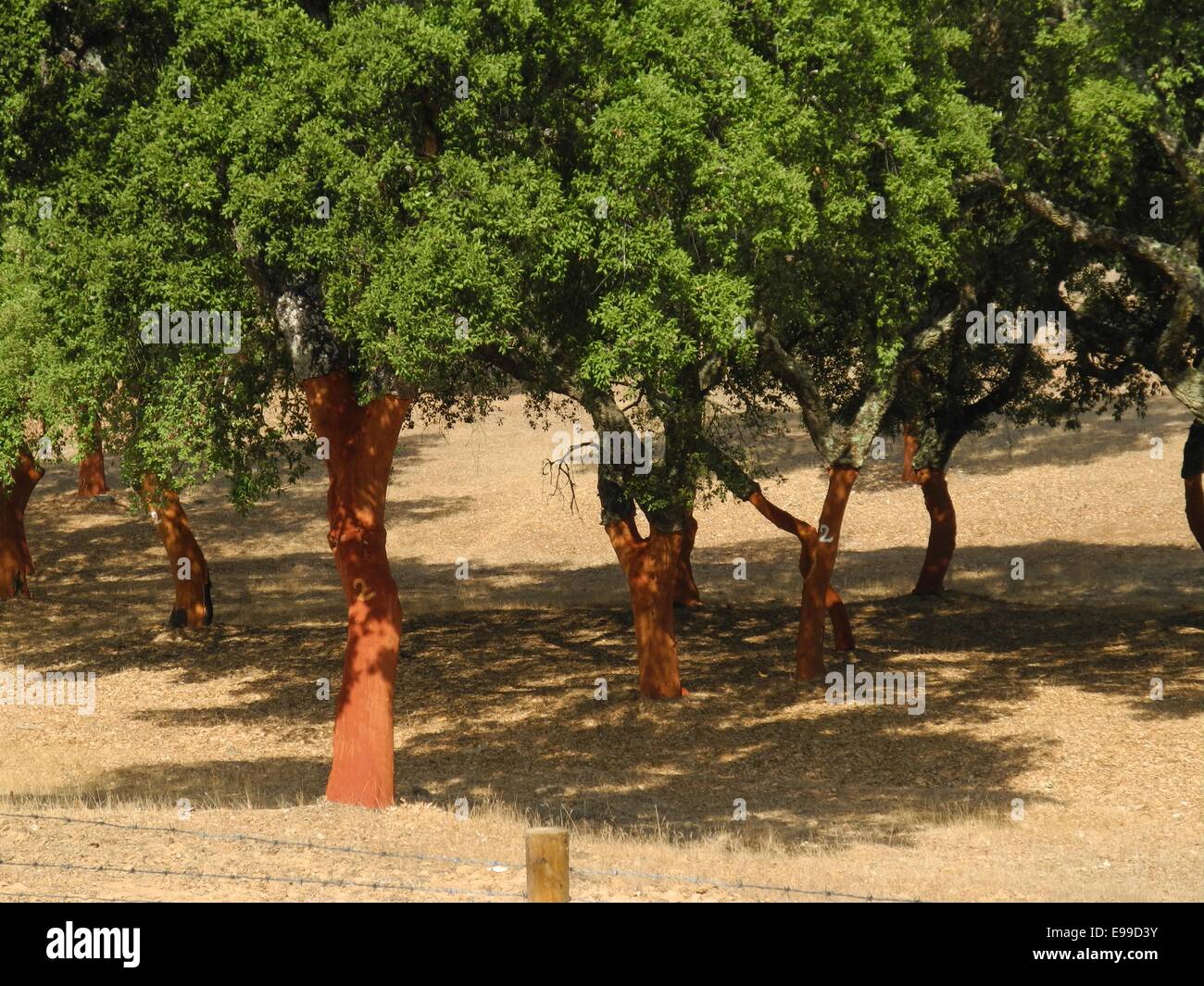 Portogallo - alberi da sughero in Alentejo portoghese dell'Alentejo, alberi da sughero scuoiate e sughero raccolti ogni sette anni. Foto Stock