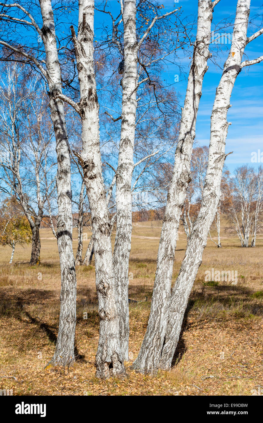 Silver birch in autunno Foto Stock Silver birch in autunno Foto Stock